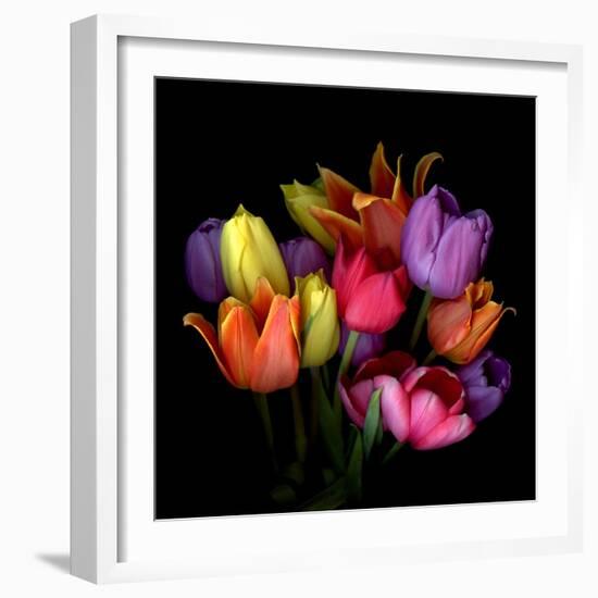 Tulip Flame-Magda Indigo-Framed Photographic Print