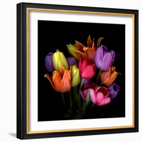 Tulip Flame-Magda Indigo-Framed Photographic Print