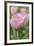 Tulip Flower Baronesse-Cora Niele-Framed Photographic Print