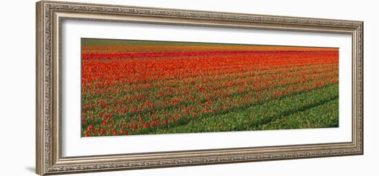 Tulip Flower Fields in Famous Lisse, Holland-Anna Miller-Framed Photographic Print