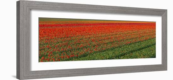 Tulip Flower Fields in Famous Lisse, Holland-Anna Miller-Framed Photographic Print