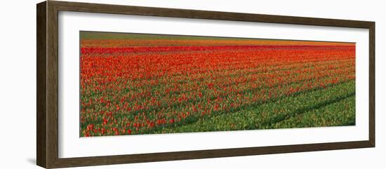 Tulip Flower Fields in Famous Lisse, Holland-Anna Miller-Framed Photographic Print