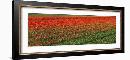 Tulip Flower Fields in Famous Lisse, Holland-Anna Miller-Framed Photographic Print