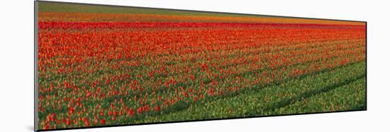 Tulip Flower Fields in Famous Lisse, Holland-Anna Miller-Mounted Photographic Print