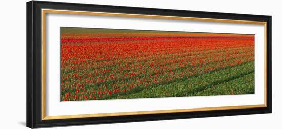 Tulip Flower Fields in Famous Lisse, Holland-Anna Miller-Framed Photographic Print