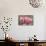 Tulip Flower Pink Mirella-Cora Niele-Photographic Print displayed on a wall