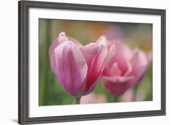Tulip Flower Pink Mirella-Cora Niele-Framed Photographic Print