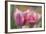 Tulip Flower Pink Mirella-Cora Niele-Framed Photographic Print