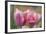 Tulip Flower Pink Mirella-Cora Niele-Framed Photographic Print