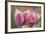 Tulip Flower Pink Mirella-Cora Niele-Framed Photographic Print