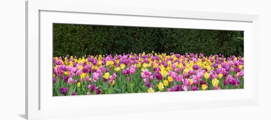 Tulip flowers in a garden, Chicago Botanic Garden, Glencoe, Cook County, Illinois, USA-null-Framed Photographic Print