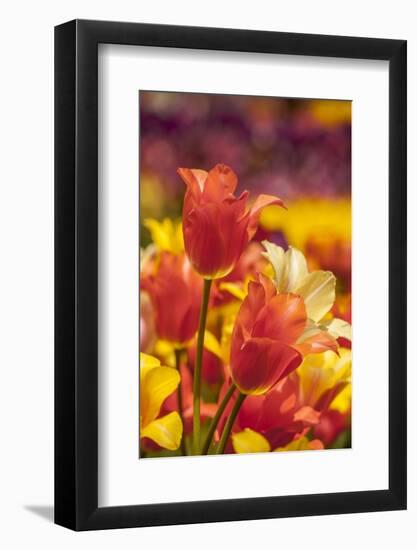 Tulip Flowers in Red and Yellow-Richard T. Nowitz-Framed Photographic Print