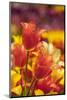 Tulip Flowers in Red and Yellow-Richard T. Nowitz-Mounted Photographic Print