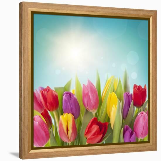 Tulip Flowers on Blue Background-egal-Framed Premier Image Canvas