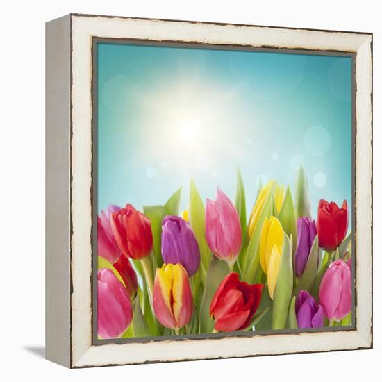 Tulip Flowers on Blue Background-egal-Framed Premier Image Canvas