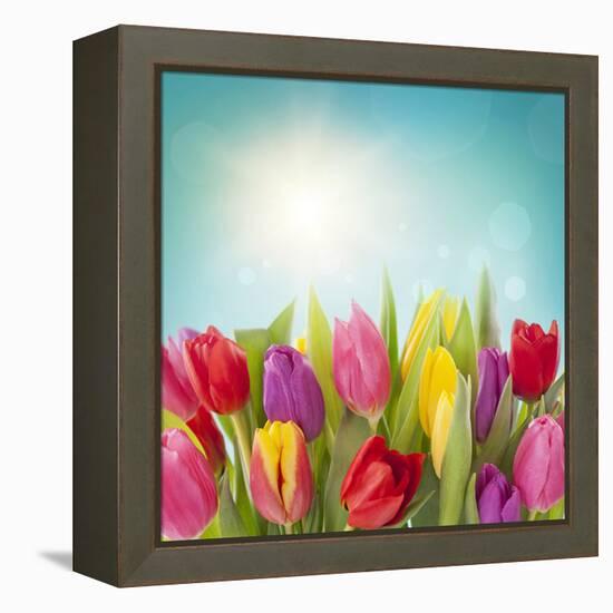 Tulip Flowers on Blue Background-egal-Framed Premier Image Canvas