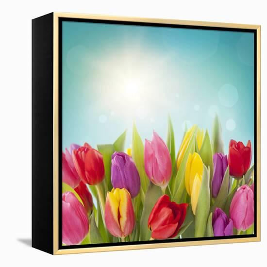 Tulip Flowers on Blue Background-egal-Framed Premier Image Canvas