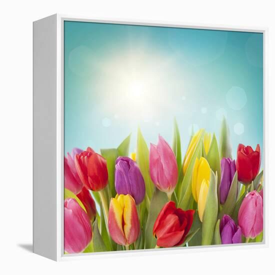 Tulip Flowers on Blue Background-egal-Framed Premier Image Canvas