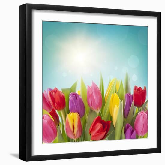 Tulip Flowers on Blue Background-egal-Framed Photographic Print