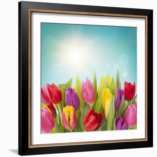 Tulip Flowers on Blue Background-egal-Framed Photographic Print