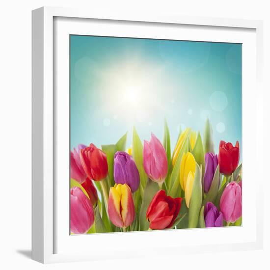 Tulip Flowers on Blue Background-egal-Framed Photographic Print