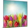 Tulip Flowers on Blue Background-egal-Mounted Photographic Print
