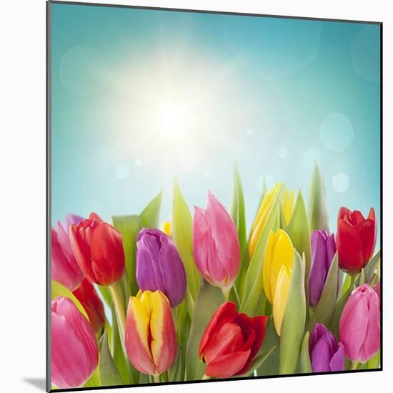 Tulip Flowers on Blue Background-egal-Mounted Photographic Print