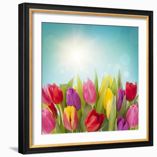 Tulip Flowers on Blue Background-egal-Framed Photographic Print