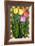 Tulip Flowers-Kate Ward Thacker-Framed Giclee Print