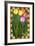 Tulip Flowers-Kate Ward Thacker-Framed Giclee Print