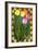 Tulip Flowers-Kate Ward Thacker-Framed Giclee Print