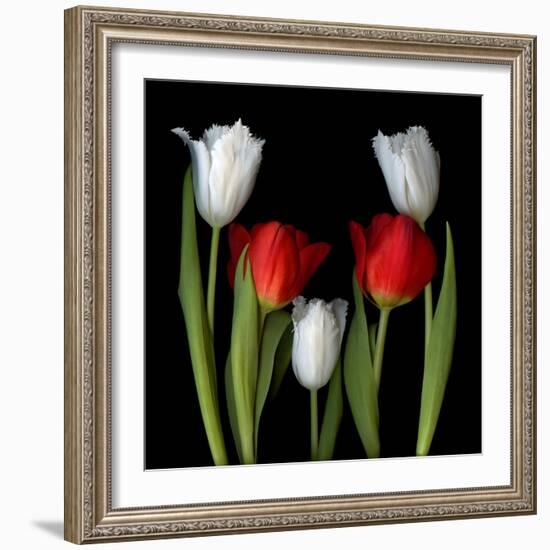 Tulip Frazzle-Magda Indigo-Framed Photographic Print