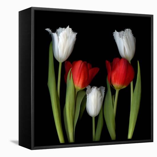 Tulip Frazzle-Magda Indigo-Framed Premier Image Canvas