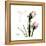 Tulip Friends-Albert Koetsier-Framed Stretched Canvas