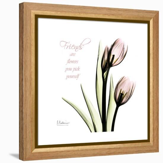 Tulip Friends-Albert Koetsier-Framed Stretched Canvas