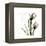 Tulip Friends-Albert Koetsier-Framed Stretched Canvas