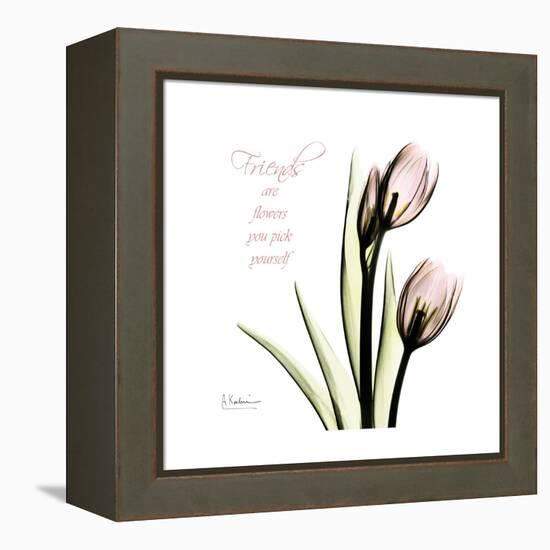 Tulip Friends-Albert Koetsier-Framed Stretched Canvas