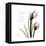 Tulip Friends-Albert Koetsier-Framed Stretched Canvas