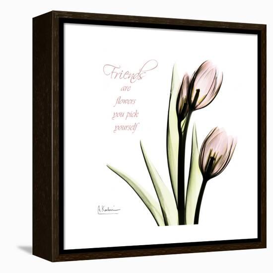 Tulip Friends-Albert Koetsier-Framed Stretched Canvas