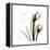 Tulip Friends-Albert Koetsier-Framed Stretched Canvas