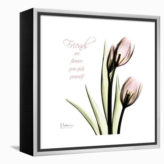 Tulip Friends-Albert Koetsier-Framed Stretched Canvas