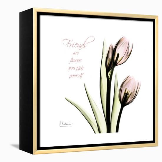 Tulip Friends-Albert Koetsier-Framed Stretched Canvas