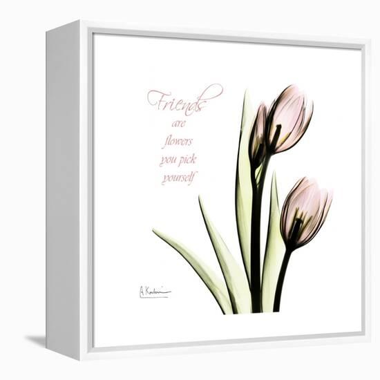 Tulip Friends-Albert Koetsier-Framed Stretched Canvas