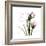 Tulip Friends-Albert Koetsier-Framed Premium Giclee Print