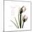 Tulip Friends-Albert Koetsier-Mounted Premium Giclee Print