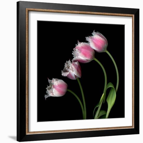 Tulip Frill-Magda Indigo-Framed Photographic Print