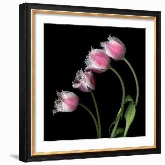 Tulip Frill-Magda Indigo-Framed Photographic Print