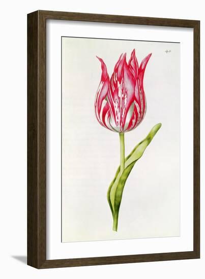 Tulip, from 'La Guirlande De Julie', C.1642-Nicolas Robert-Framed Giclee Print