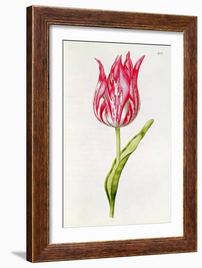 Tulip, from 'La Guirlande De Julie', C.1642-Nicolas Robert-Framed Giclee Print