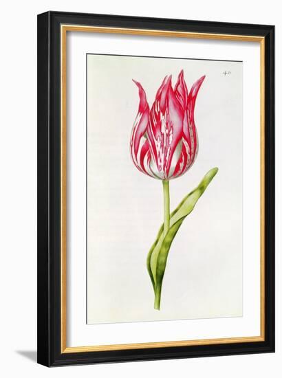 Tulip, from 'La Guirlande De Julie', C.1642-Nicolas Robert-Framed Giclee Print